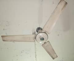 1:Royal fan,2:company confirm ni