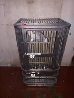 Grey parrot