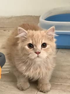 Persian cat
