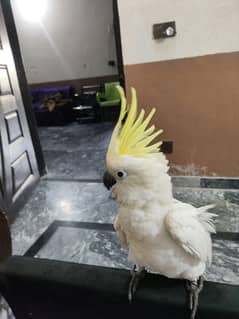 cookato parrot