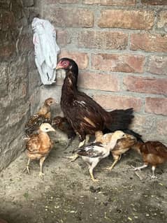 Aseel hen with 1 aseel chick and 6 desi mesri