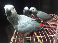 African grey parrot- African gray parrot self chicks tamed talkative