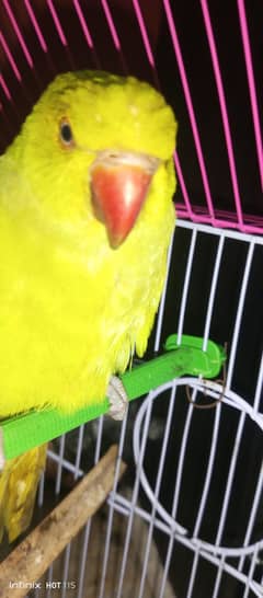 beautifulGreen ringneck and cage