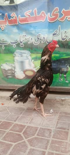 Aseel Muskha jawa patha for sale. 03145452315.