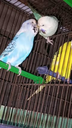 cocktail and king budjei or one cage