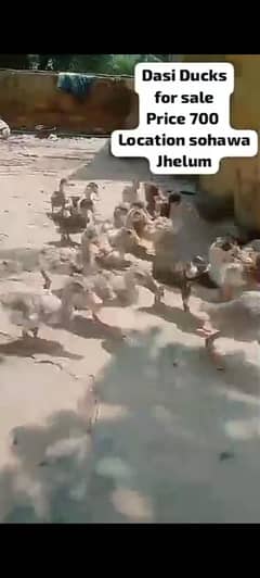 DASI