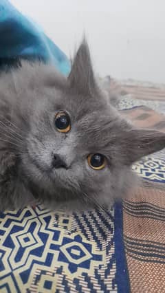 3 Russian blue Cats (Nebelung)