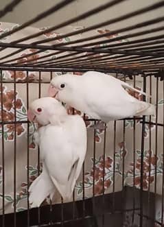 Breeder