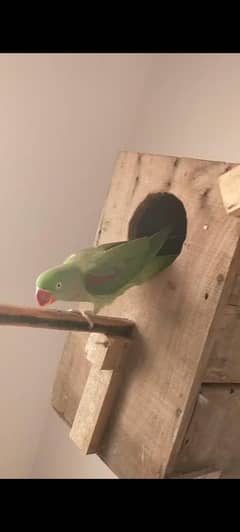 Raw Parrot For Sale 0329 1743 745