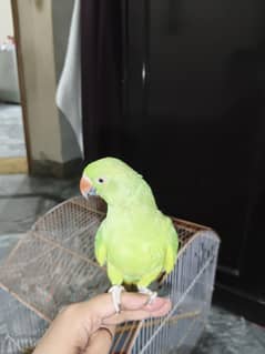 talking parrot
