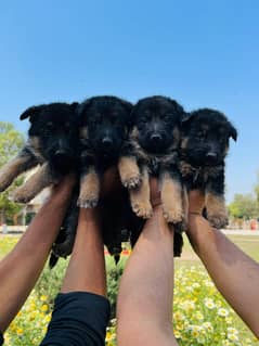 German shepherd Confirm Breedar Female available