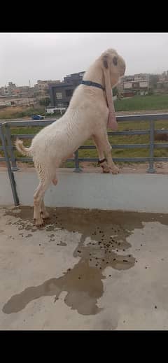 Top Quality 2 daant Gulabi young breeder