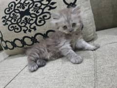 Female Persian Kitten