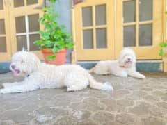 poodle dog pair