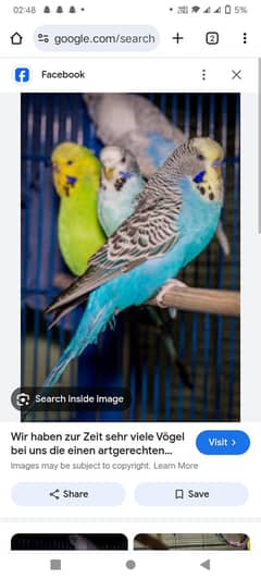 bajri parrots