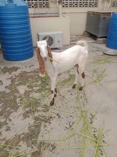 gulbi cross backri argent sale