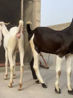 2 Dant Gulabi bakri or kamori bakri (Add pora read karyn plz)