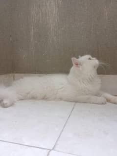 Persian female cat