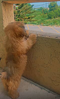 Adorable Brown Shih Tzu Puppy for Sale - 2 Months Old-