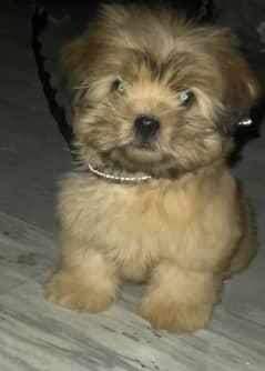 Adorable Brown Shih Tzu Puppy for Sale - 2 Months Old-