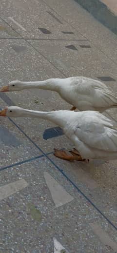 Ducks