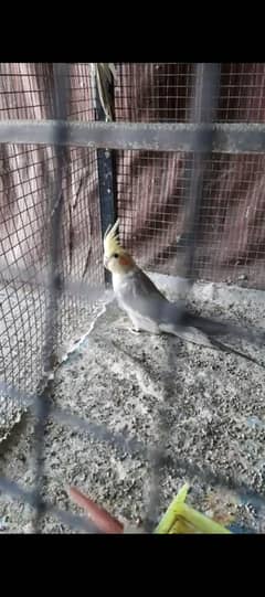 Cocktail/cockatiel