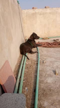 bully female for sale