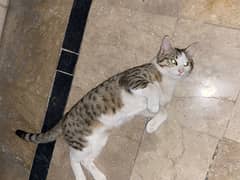 Cats