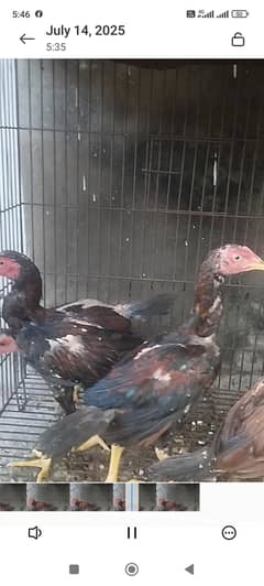 mianwali aseel chicks