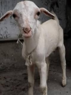 2 Mahine ka Healthy White Bakra – For Sale