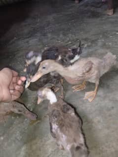ducks