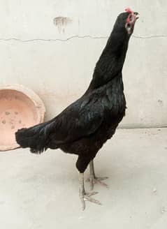 Aseel murgi eggs bhee dai Rahi hai