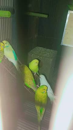 Multicolor budgie parrots