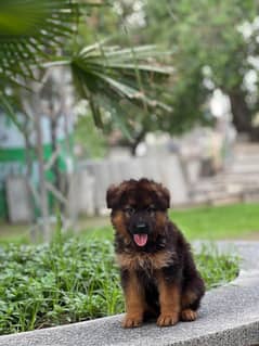 German shepherd female