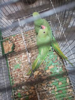 parrots