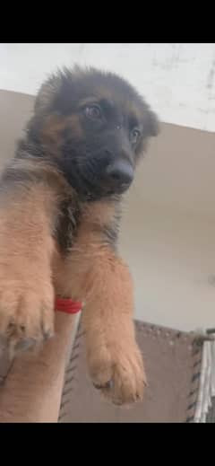 german