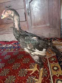 I sale the Aseel Shamo Pair this 95 Days Old