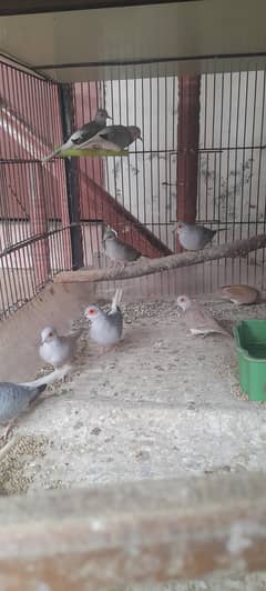 Diamond Dove and lovebird