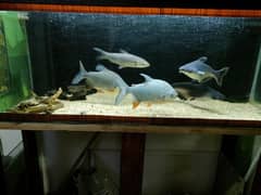 Red Belly Pacu