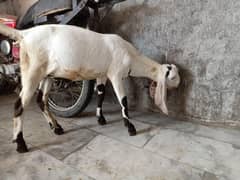bhakra