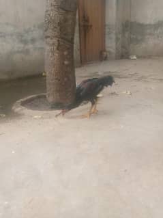 Aseel murga