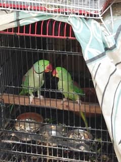 Parrots