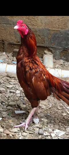 aseel