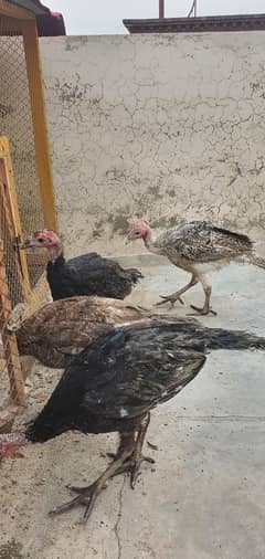 Turkey Bird fo sale 2 pair