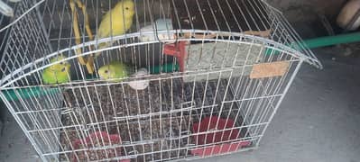 Budgie