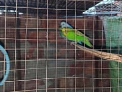 parrot