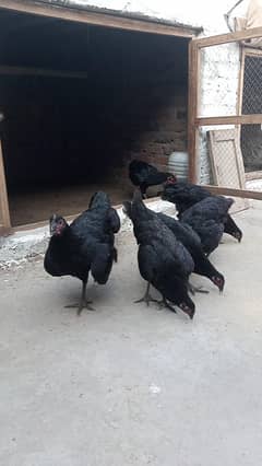 Australorp hens 03077109489