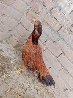 Aseel Amroha Top Quality Femail Old blood line
