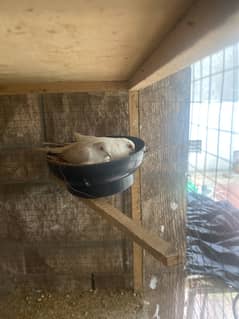 Doves