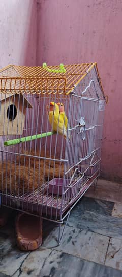 good birds